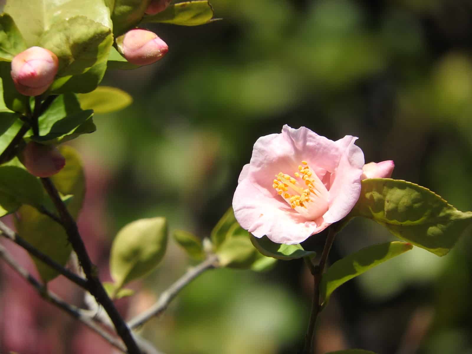 春の季語の俳句とは 桜や梅を使った例 小学生 中学生おすすめ