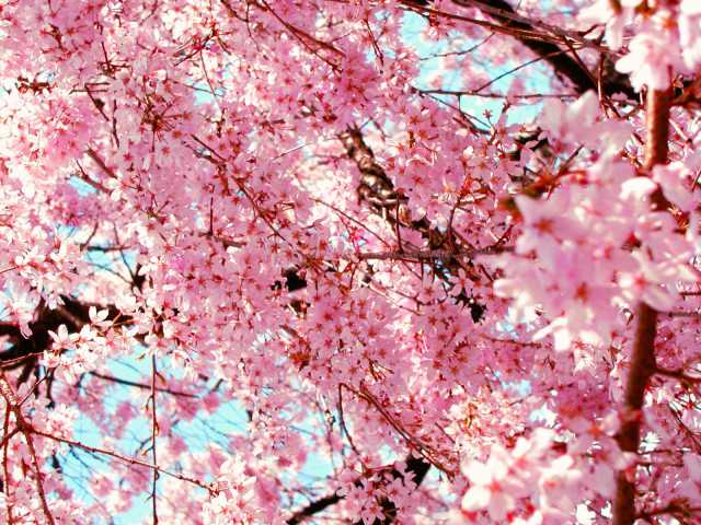 春の季語の俳句とは 桜や梅を使った例 小学生 中学生おすすめ