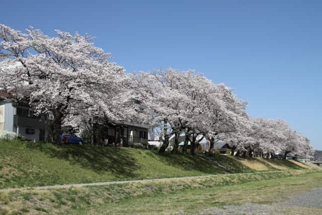 桜の堤防