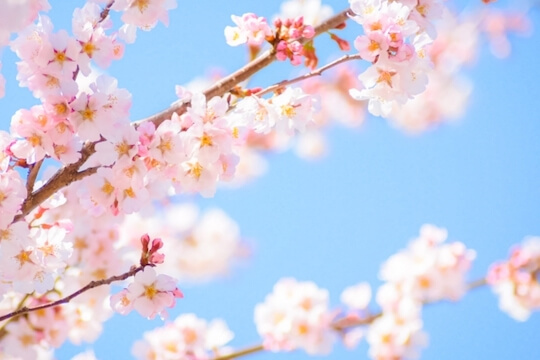 桜の俳句 有名な句60選 中学生向け 桜散るなどテーマ別575例