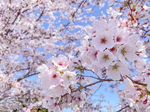 桜の俳句 有名な句60選 中学生向け 桜散るなどテーマ別575例