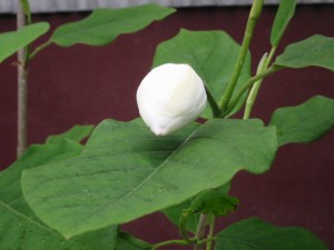 ooyamarenge_2[1]