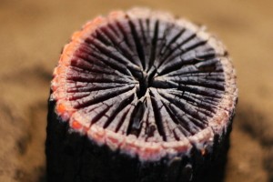photo_kikuzumi07[1]