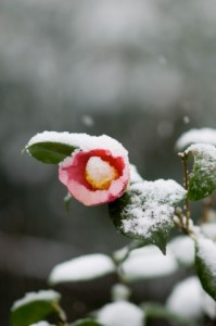 a0001_015582